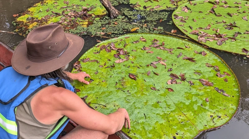 La “Victoria colombiana”: el nenúfar gigante descubierto en Guainía que puede verse desde el espacio