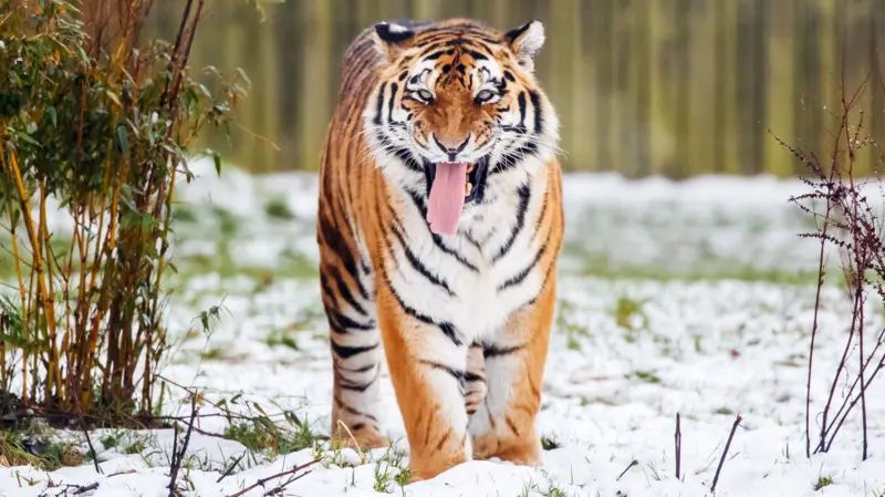 Muere un hombre tras ser atacado por un tigre en un parque zoológico de Inglaterra en Doncaster