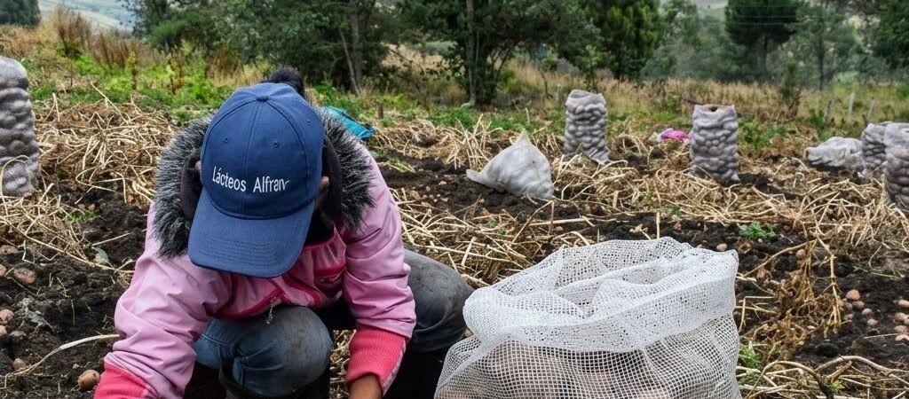 La papa sube 78,24 % en un año y agrava la presión sobre el bolsillo de los colombianos