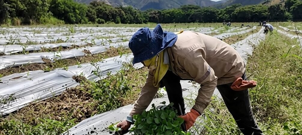 Gobierno bombardea y no prioriza crisis por fenómeno de El Niño que golpea con sequía alza de alimentos y desabastecimiento
