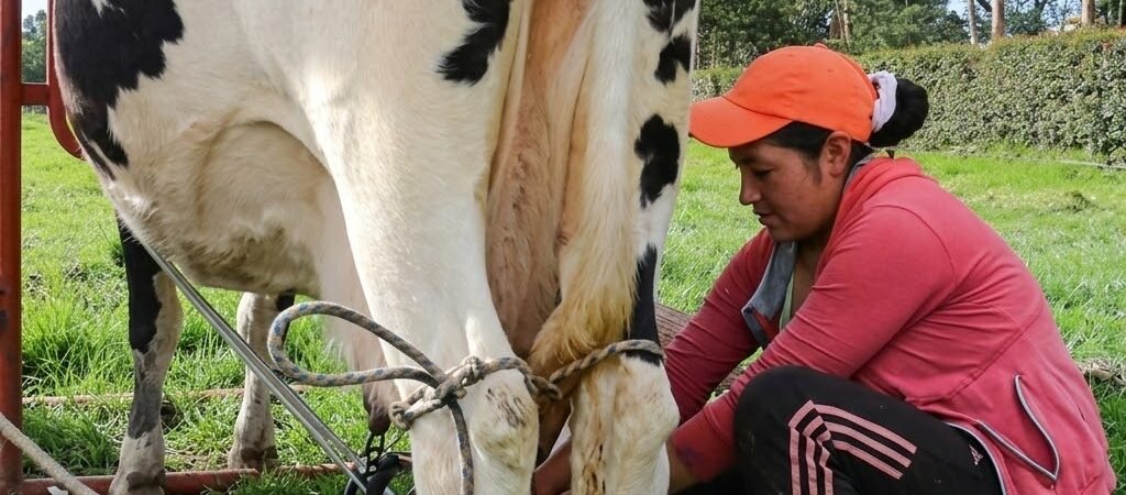 Entrada de leche de Estados Unidos sin aranceles pone en alerta a productores colombianos con 28.160 toneladas en 2026